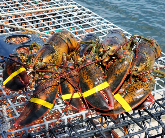 Order Live Maine Lobster โ Fresh, Sustainably Sourced Whole Lobsters Delivered Overnight