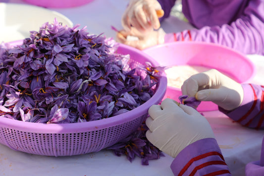 People are hand-picking saffron threads from flowers.