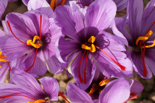 Close-up of vibrant purple saffron flowers with red stigmas.