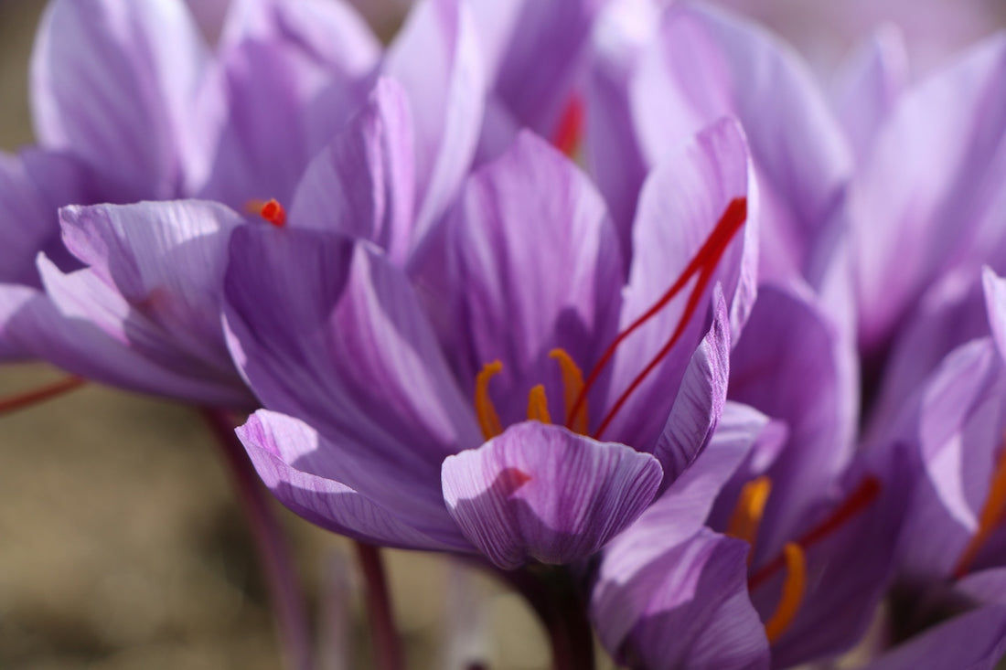 Close up of purple saffron flowers with red stigmas.