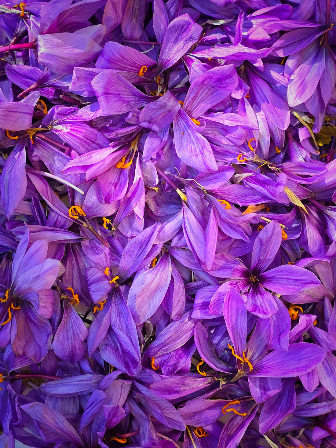 A pile of vibrant purple saffron flowers.
