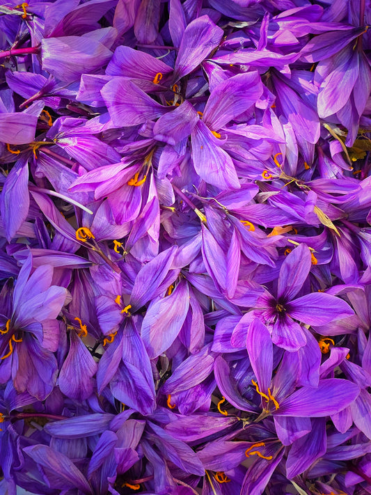 A pile of vibrant purple saffron flowers.
