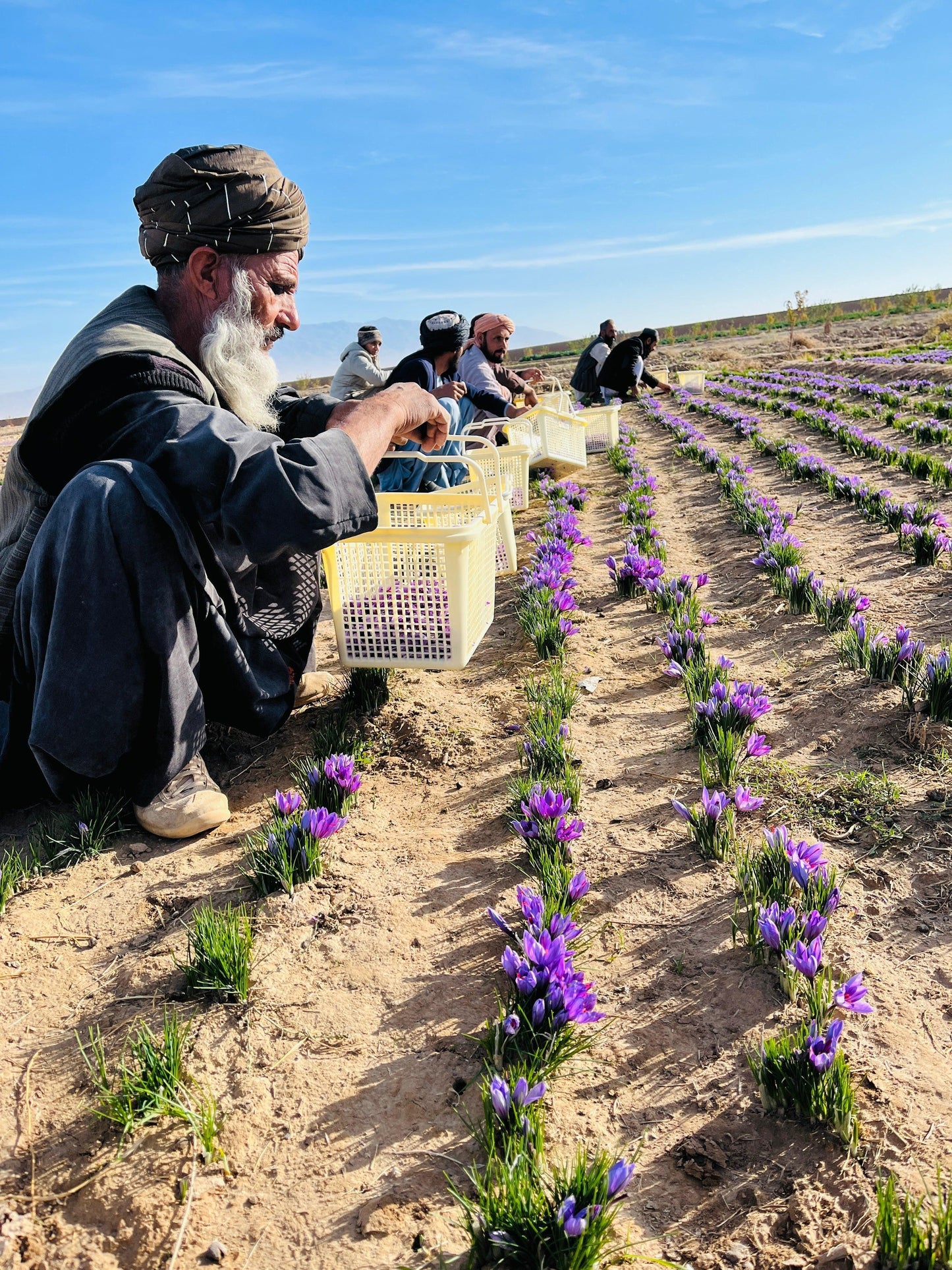 Afghan Saffron Super Negin Grade 1 – 1 oz (28.5g) Pure Threads | Heray Spice